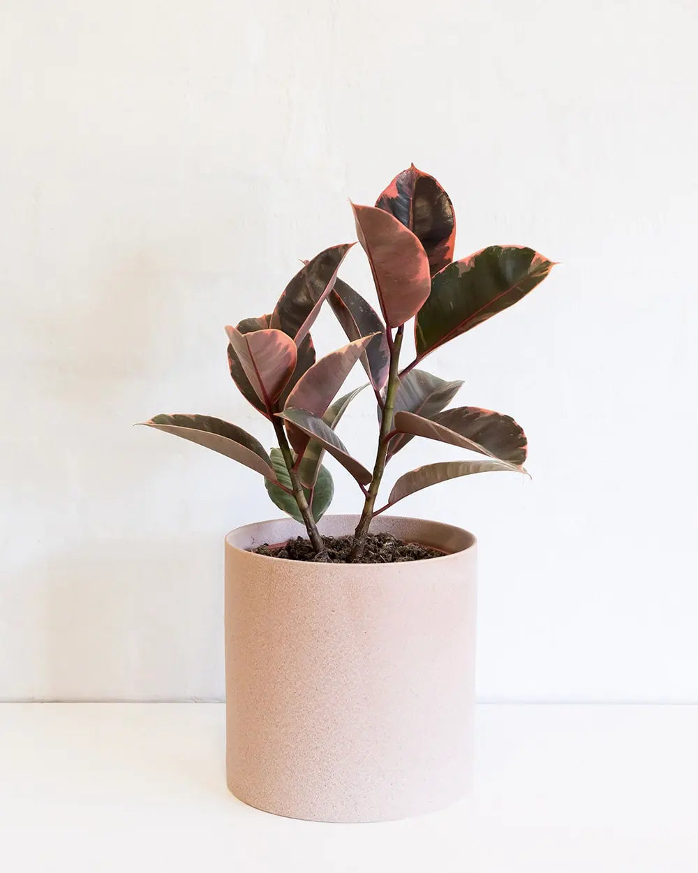 Rubber Tree 'Ruby'