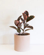 Load image into Gallery viewer, Rubber Tree &#39;Ruby&#39;
