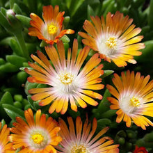Load image into Gallery viewer, Delosperma 'Jewel of Desert Topaz'
