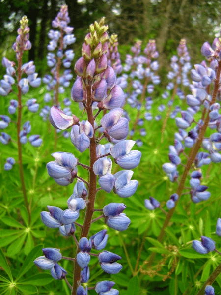 Wild Lupine
