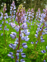 Load image into Gallery viewer, Wild Lupine
