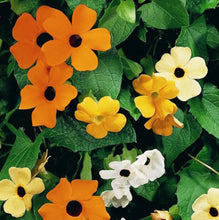 Load image into Gallery viewer, Thunbergia &#39;Susie Mix&#39;
