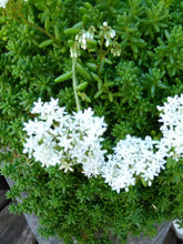 Load image into Gallery viewer, Sedum 'Baby Tears'
