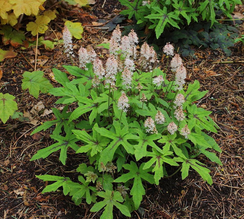 Tiarella 'Oakleaf'