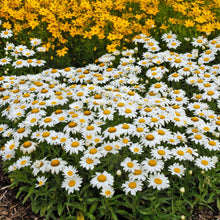 Load image into Gallery viewer, Leucanthemum &#39;Snow Lady&#39;
