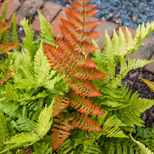 Load image into Gallery viewer, Fern 'Autumn Brilliance'
