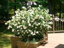 Load image into Gallery viewer, Gardenia &#39;Chuck Hayes&#39;
