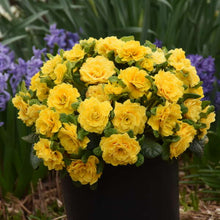 Load image into Gallery viewer, Primula Prima Belarina® 'Spring Sun'
