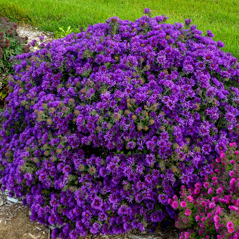 Aster 'Grape Crush'