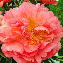 Load image into Gallery viewer, Peony &#39;Coral Sunset&#39;

