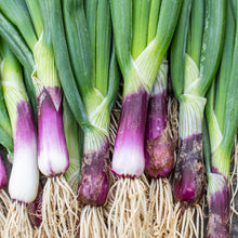 Load image into Gallery viewer, Onion &#39;Red Baron Bunching&#39; 6-pack
