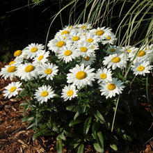 Load image into Gallery viewer, Leucanthemum 'Snow Lady'
