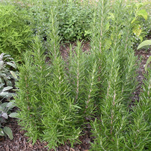 Load image into Gallery viewer, Fall Herb - Rosemary &#39;Barbecue&#39;

