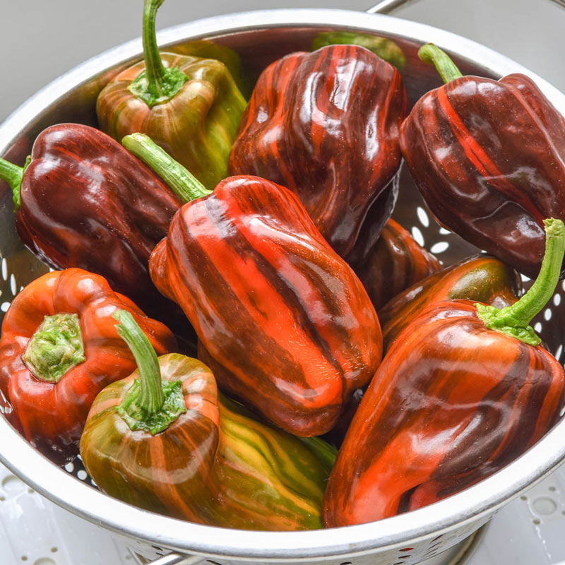 Pepper 'Candy Cane Chocolate Cherry'