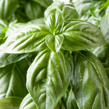Load image into Gallery viewer, Sweet Basil
