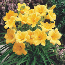 Load image into Gallery viewer, Daylily 'Stella de Oro'
