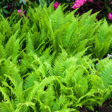 Load image into Gallery viewer, Fern &#39;Ostrich&#39;
