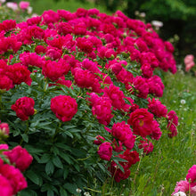 Load image into Gallery viewer, Peony 'Red Sarah Bernhardt'
