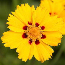Load image into Gallery viewer, Coreopsis &#39;Tequila Sunrise&#39;

