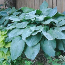 Load image into Gallery viewer, Hosta &#39;Big Daddy&#39;
