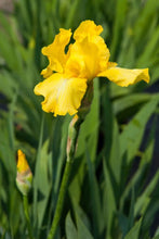 Load image into Gallery viewer, German Iris 'Harvest of Memories'

