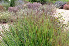 Load image into Gallery viewer, Panicum 'Shenandoah' (Switch Grass)
