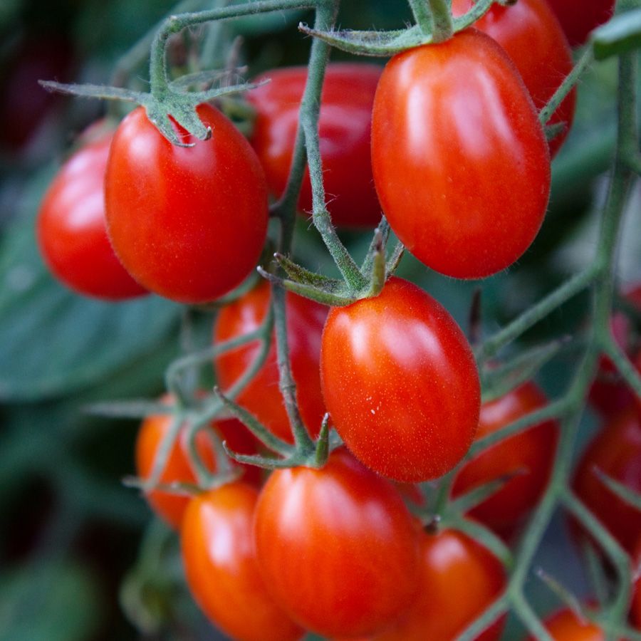Tomato 'Red Grape'