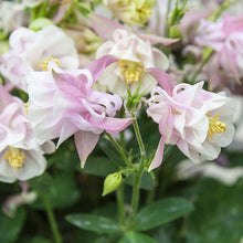 Load image into Gallery viewer, Aquilegia 'Winky Double Rose-White'
