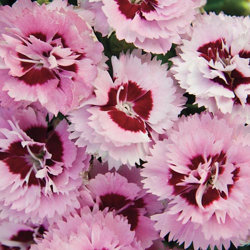 Dianthus Scent First® 'Raspberry Surprise'