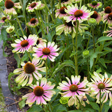 Load image into Gallery viewer, Echinacea &#39;Green Twister&#39;
