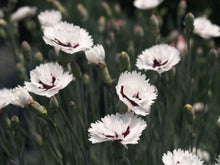 Load image into Gallery viewer, Dianthus 'Silver Star'
