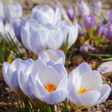 Load image into Gallery viewer, Crocus &#39;Blue Pearl&#39;
