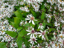 Load image into Gallery viewer, Aster divaricatus
