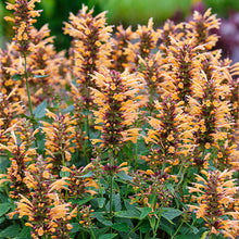 Load image into Gallery viewer, Agastache &#39;Kudos Gold&#39;
