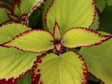 Load image into Gallery viewer, Coleus 'Stained Glassworks Velvet'
