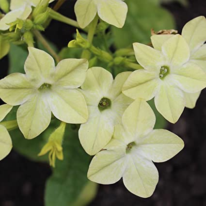 Nicotania