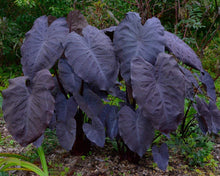 Load image into Gallery viewer, Colocasia &#39;Black Magic&#39; (Elephant Ears)
