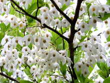 Load image into Gallery viewer, Styrax japonicus

