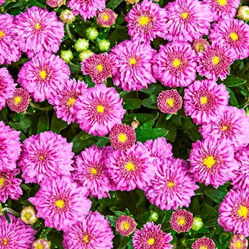 Chrysanthemum 'Dainty Pink Igloo'