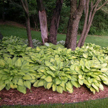 Load image into Gallery viewer, Hosta &#39;Gold Standard&#39;
