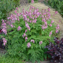 Load image into Gallery viewer, Dicentra eximia
