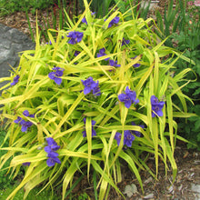 Load image into Gallery viewer, Tradescantia &#39;Sweet Kate&#39;
