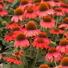 Load image into Gallery viewer, Echinacea &#39;Sombrero Hot Coral&#39;
