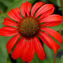 Load image into Gallery viewer, Echinacea &#39;Tomato Soup&#39;
