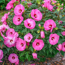 Load image into Gallery viewer, Hibiscus &#39;Airbrush Effect&#39;

