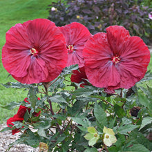 Load image into Gallery viewer, Hibiscus &#39;Blackberry Merlot&#39;
