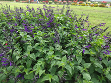 Load image into Gallery viewer, Salvia &#39;Rockin Deep Purple&#39;
