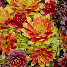 Load image into Gallery viewer, Sempervivum Chick Charms® &#39;Gold Nugget™&#39;
