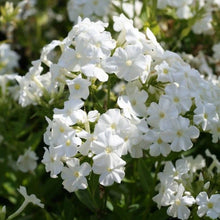 Load image into Gallery viewer, Phlox Early® &#39;White&#39;
