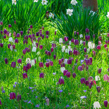 Load image into Gallery viewer, Fritillaria meleagris Mix
